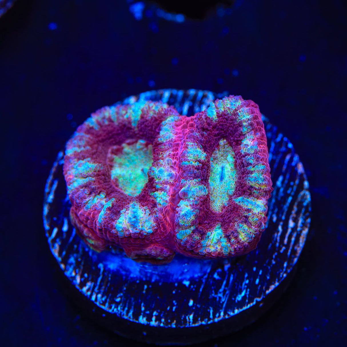 Ultra Acan Coral