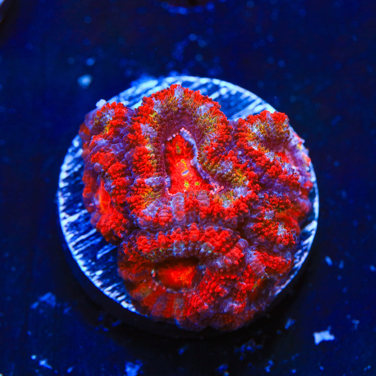 Ultra Acan Coral