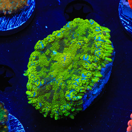 TSA Meany Rhodactis Mushroom Coral - Top Shelf Aquatics
