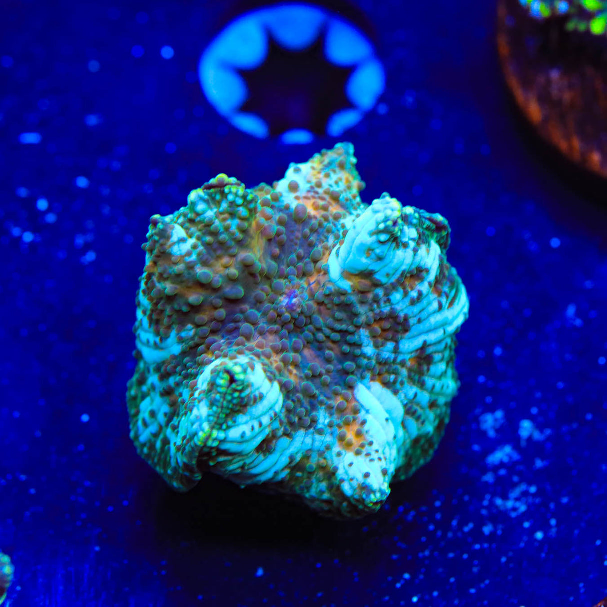 TSA Predator Mushroom Coral - Top Shelf Aquatics