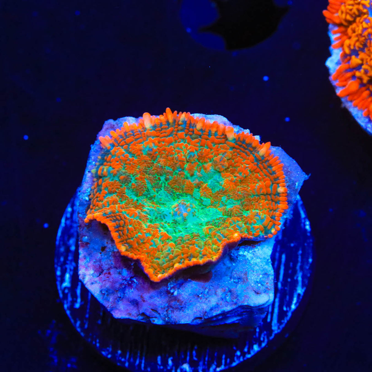 TSA Forest Wave Rhodactis Mushroom Coral