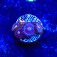 TSA Blueberry Zoanthids Coral - Top Shelf Aquatics