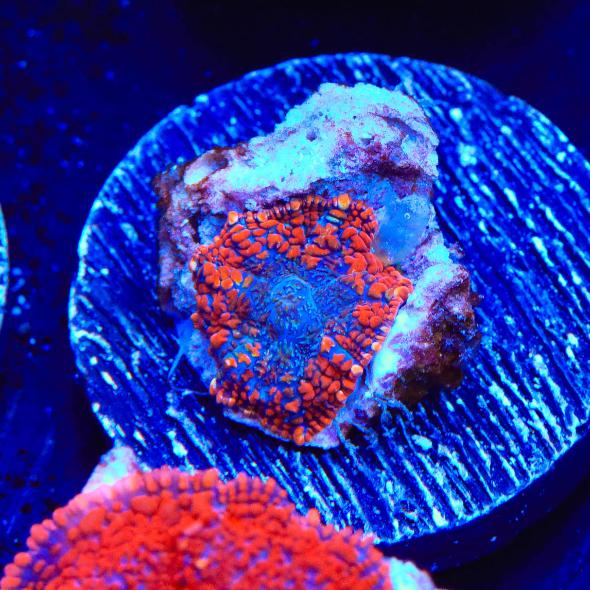 TSA Slow Burn Rhodactis Mushroom Coral - Top Shelf Aquatics