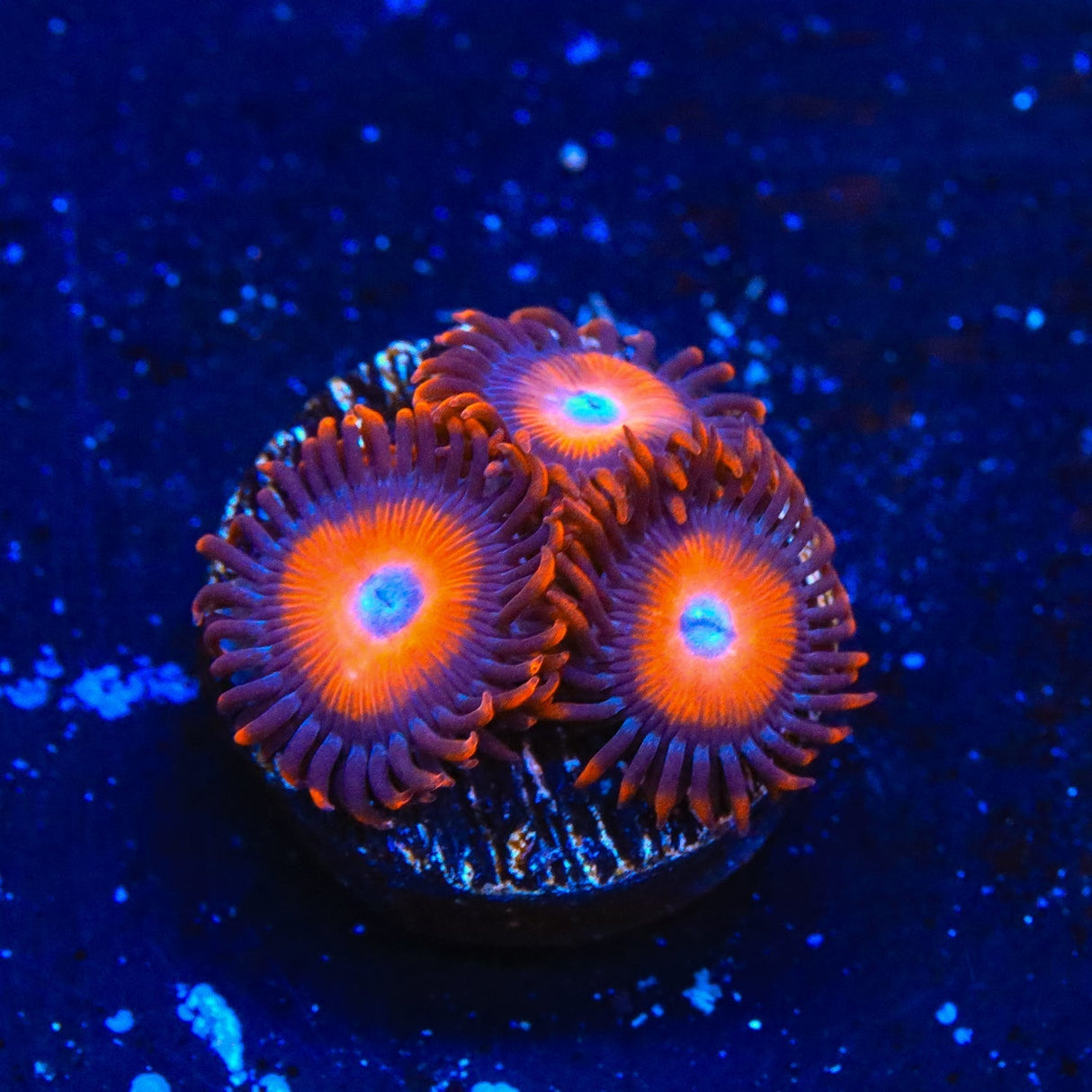 Orange Oxide Zoanthids Coral