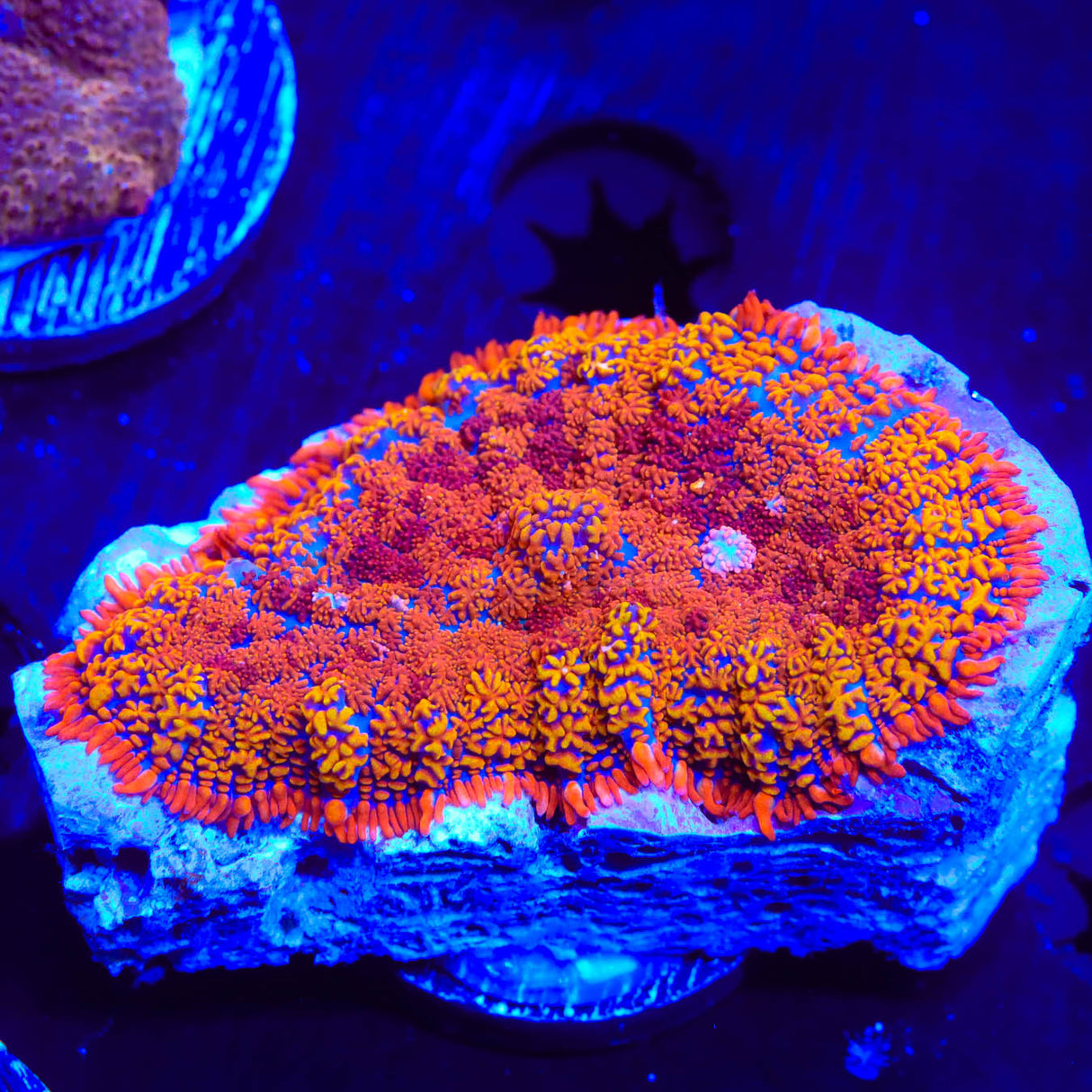 TSA Crazy Daisy Rhodactis Mushroom Coral - Top Shelf Aquatics