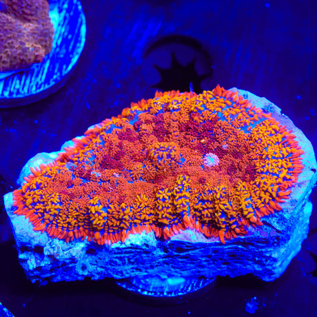 TSA Crazy Clown Zoanthids Coral