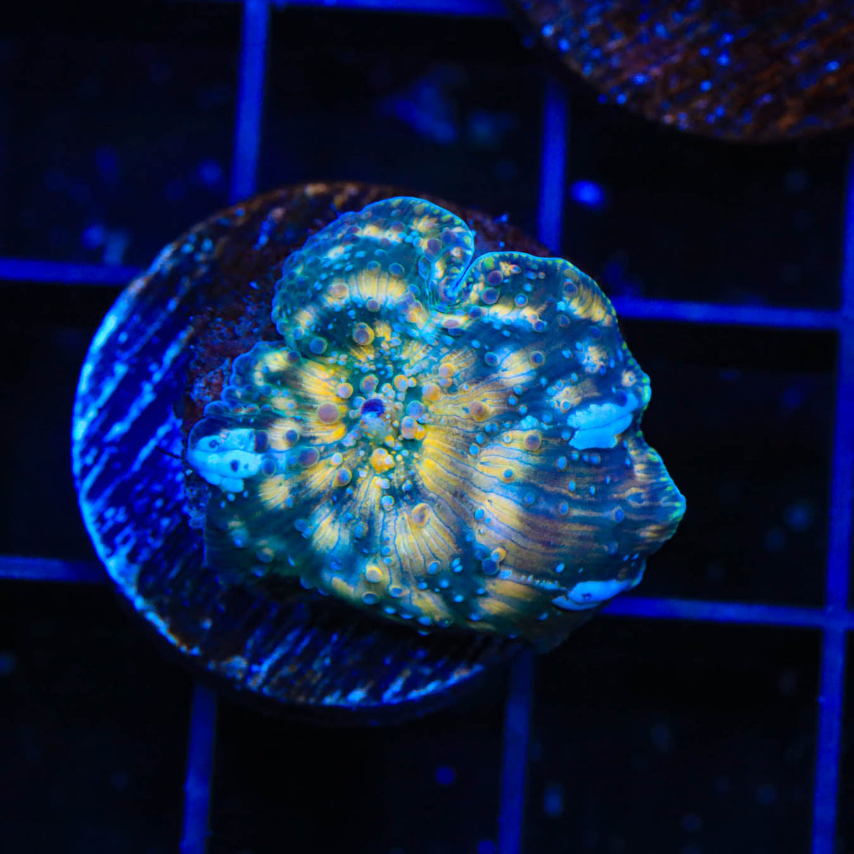 TSA Mission Mars Mushroom Coral - Top Shelf Aquatics