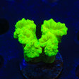 Kryptonite Candy Cane Coral