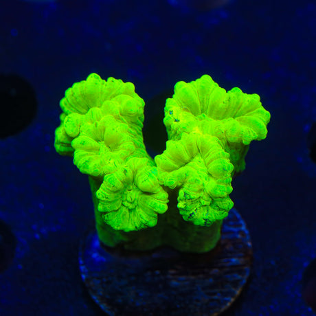 Kryptonite Candy Cane Coral