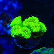 Kryptonite Candy Cane Coral