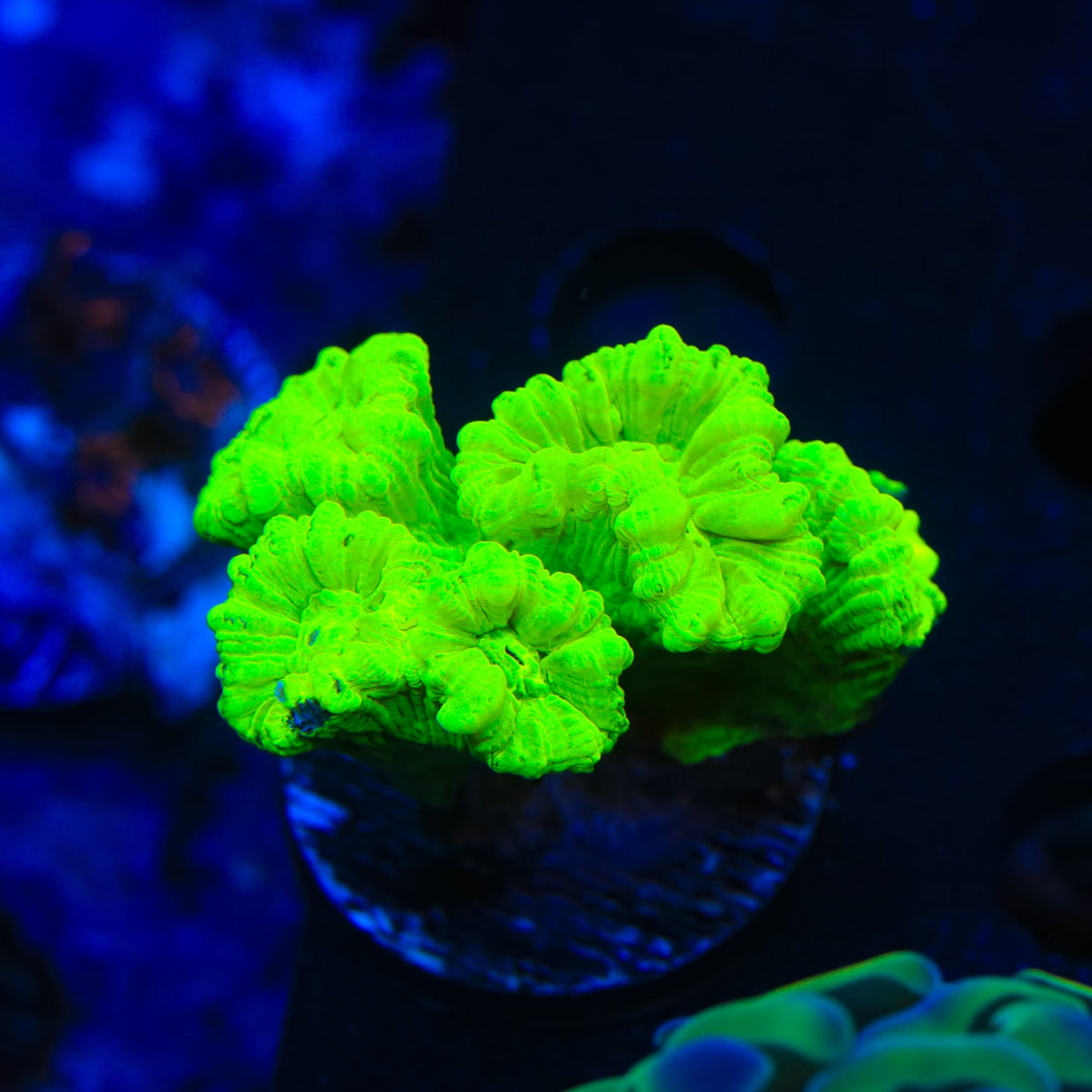 Kryptonite Candy Cane Coral