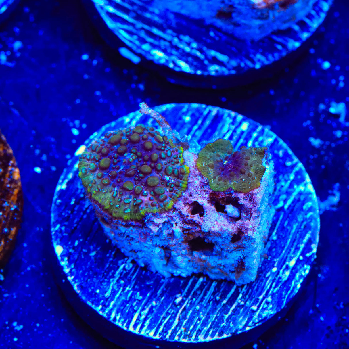 Lava Lamp Mushroom Coral - Top Shelf Aquatics