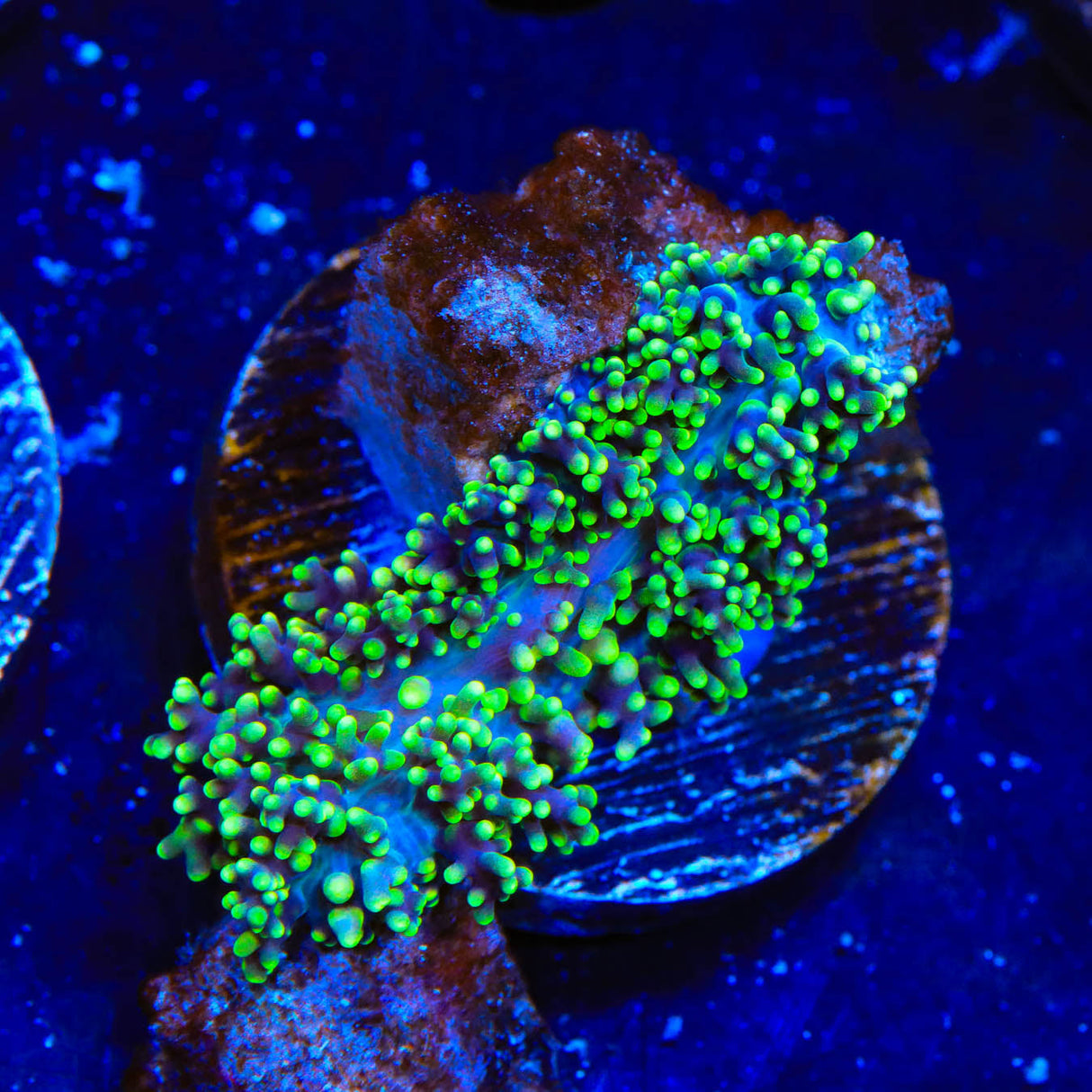 Green Fuzzy Mushroom Coral - Top Shelf Aquatics
