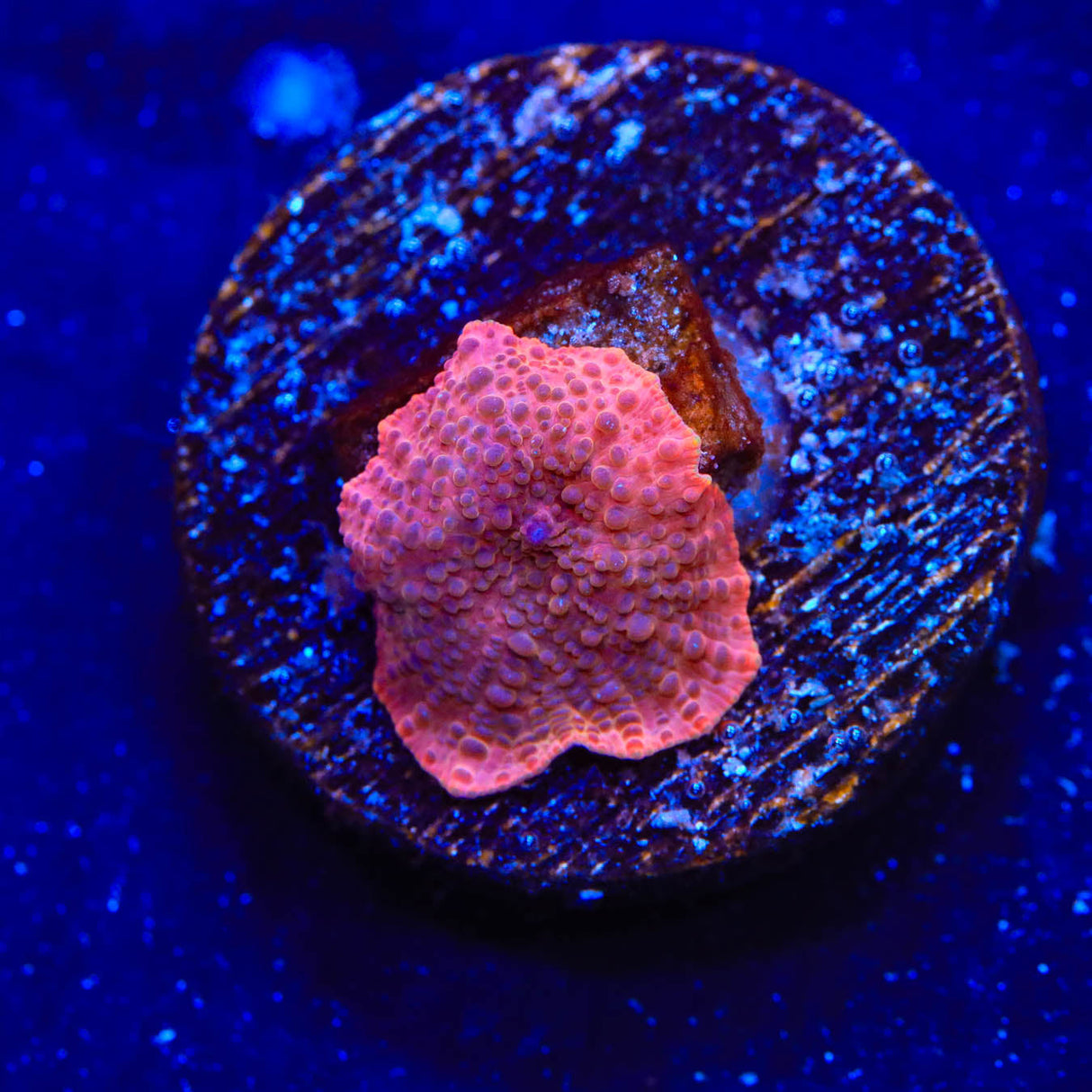 Red Mushroom Coral - Top Shelf Aquatics