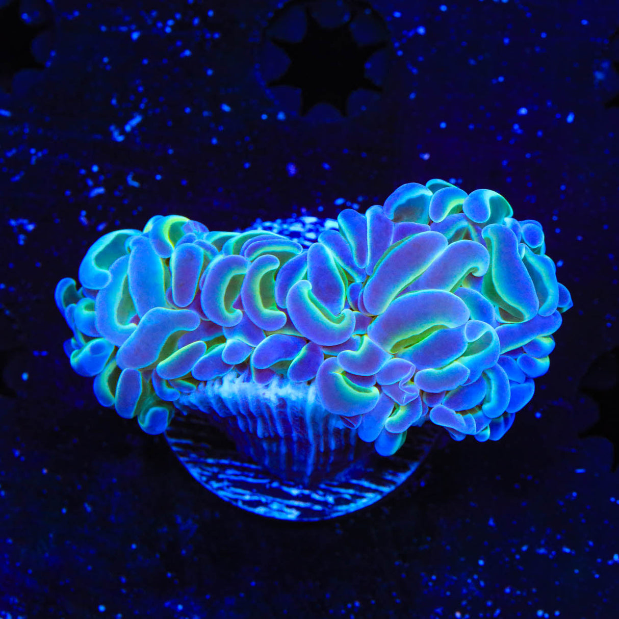 TSA Hologram Hammer Coral