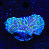 TSA Hologram Hammer Coral