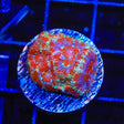 Ultra Acan Coral