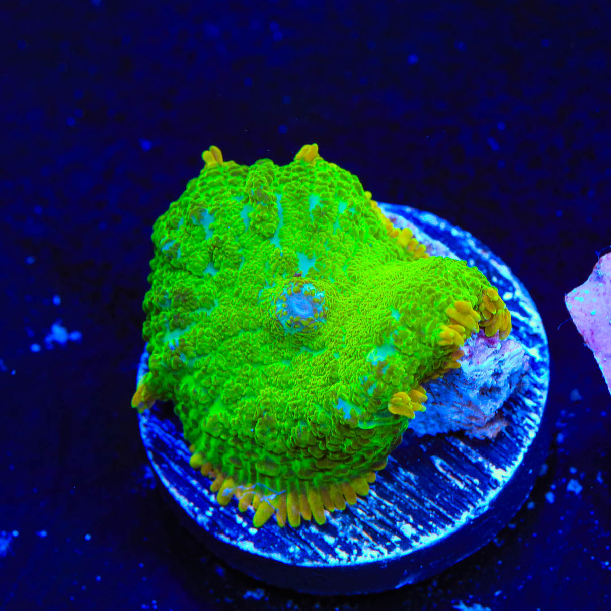 TSA Blastwave Rhodactis Mushroom Coral - Top Shelf Aquatics