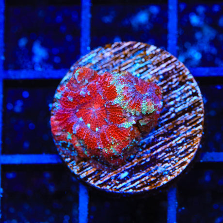 Ultra Acan Coral