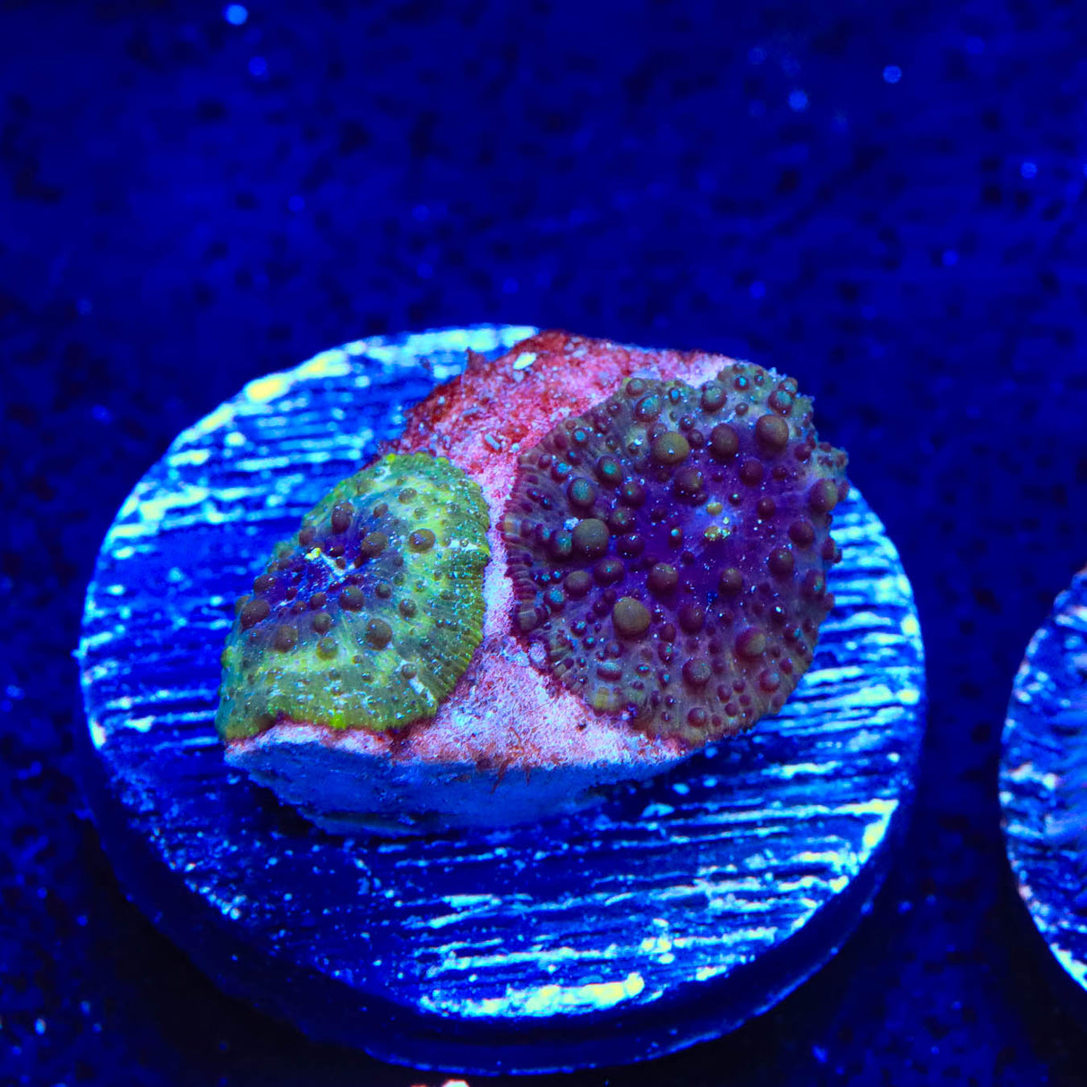 Lava Lamp Mushroom Coral - Top Shelf Aquatics