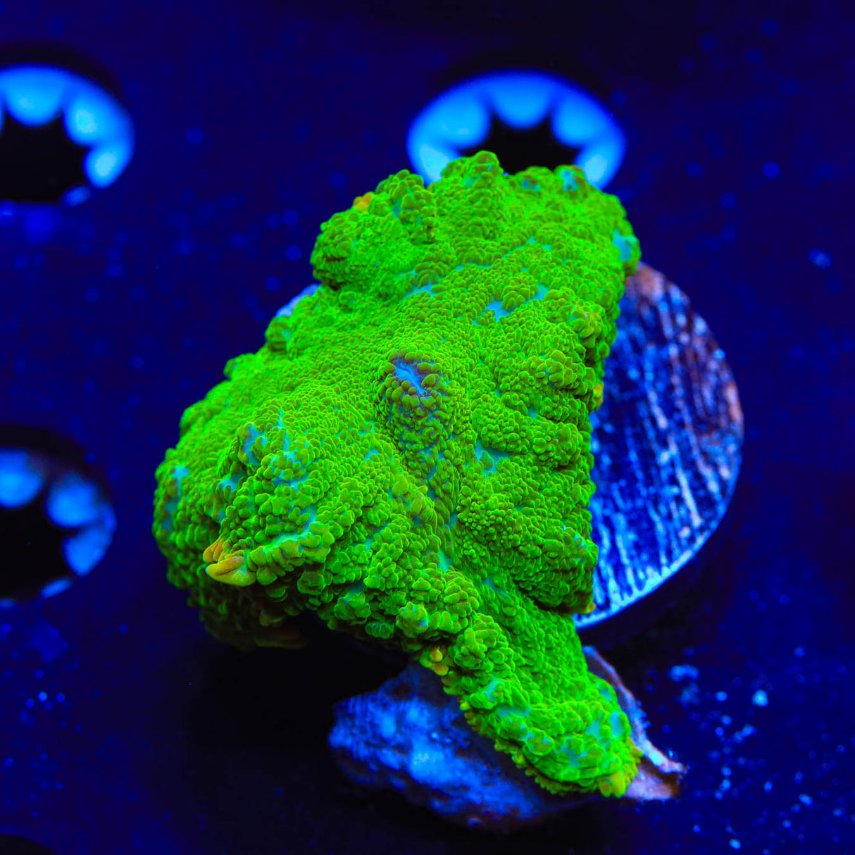 TSA Blastwave Mushroom Coral - Top Shelf Aquatics