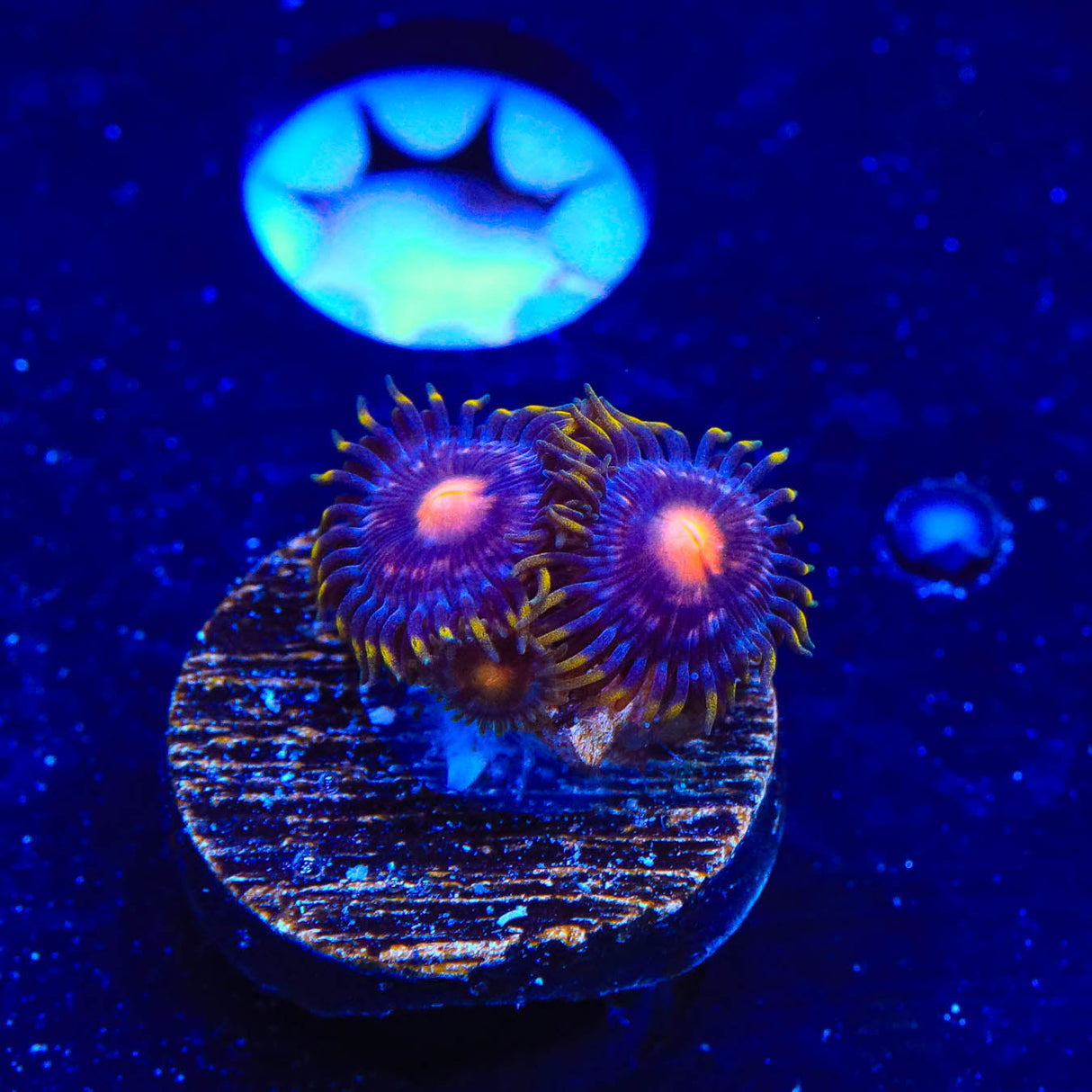 Blow Pop Zoanthid Coral - Top Shelf Aquatics