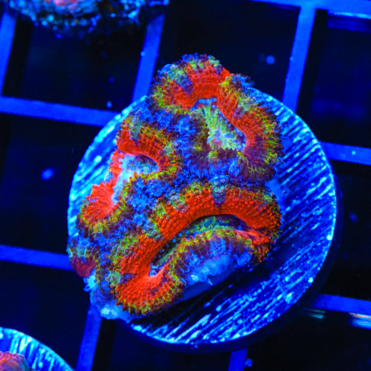 Ultra Acan Coral