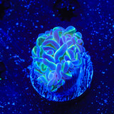 TSA Hologram Hammer Coral