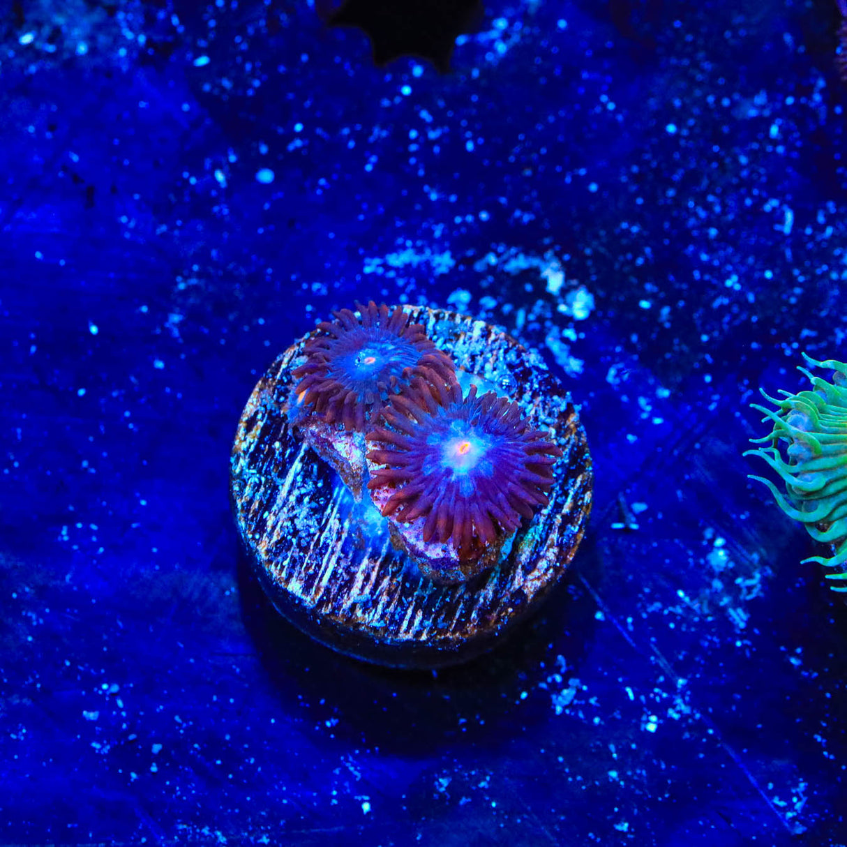 TSA Glow Pop Zoanthids Coral - Top Shelf Aquatics