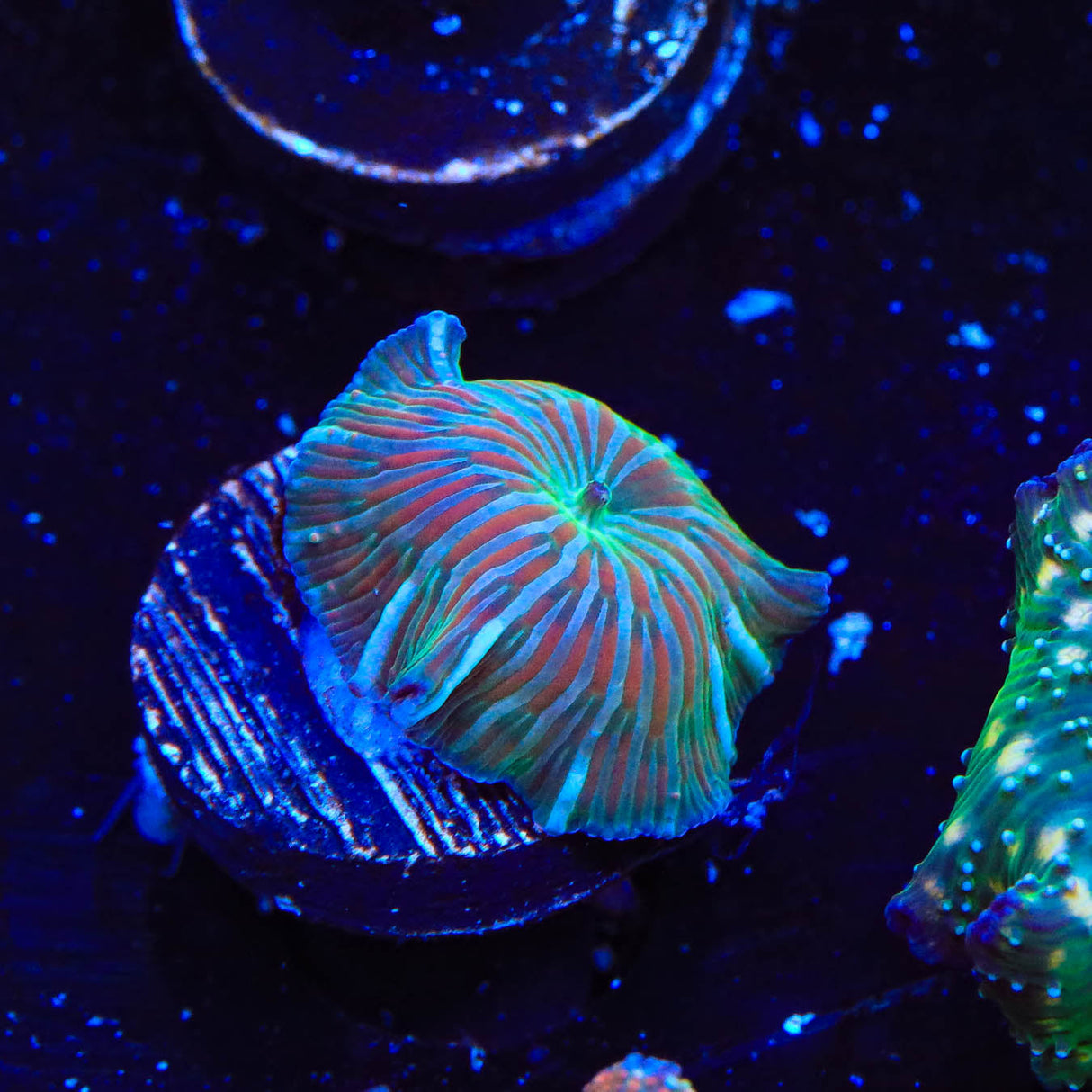 Striped Mushroom Coral - Top Shelf Aquatics