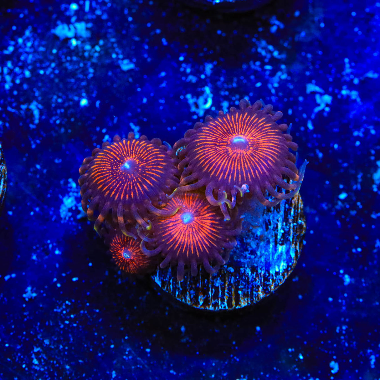 God of War Zoanthids Coral - Top Shelf Aquatics
