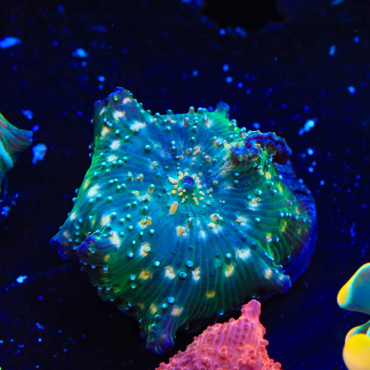 Spotted Mushroom Coral - Top Shelf Aquatics