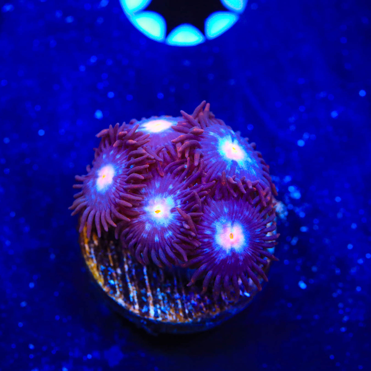 TSA Glow Pop Zoanthids Coral - Top Shelf Aquatics