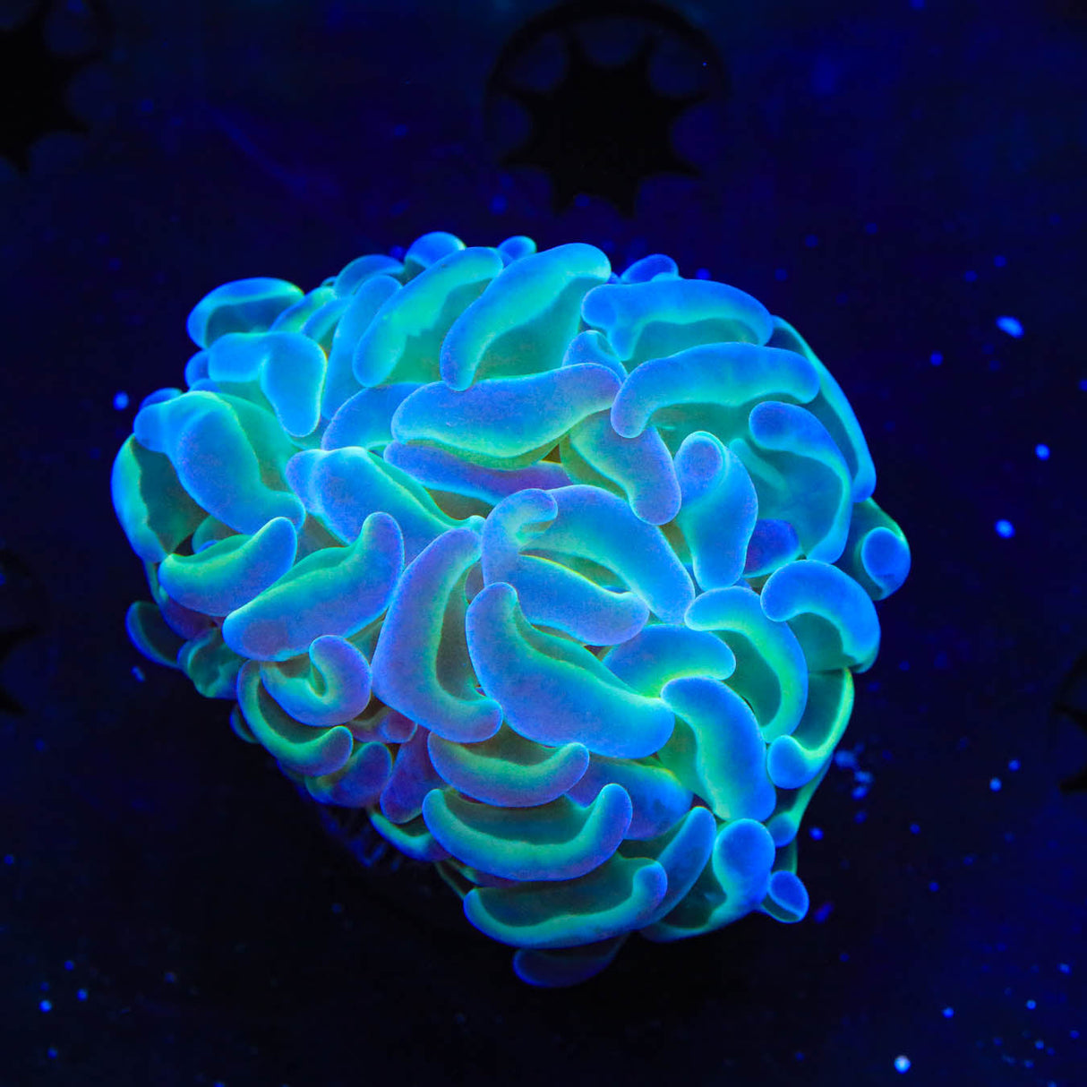 TSA Hologram Hammer Coral