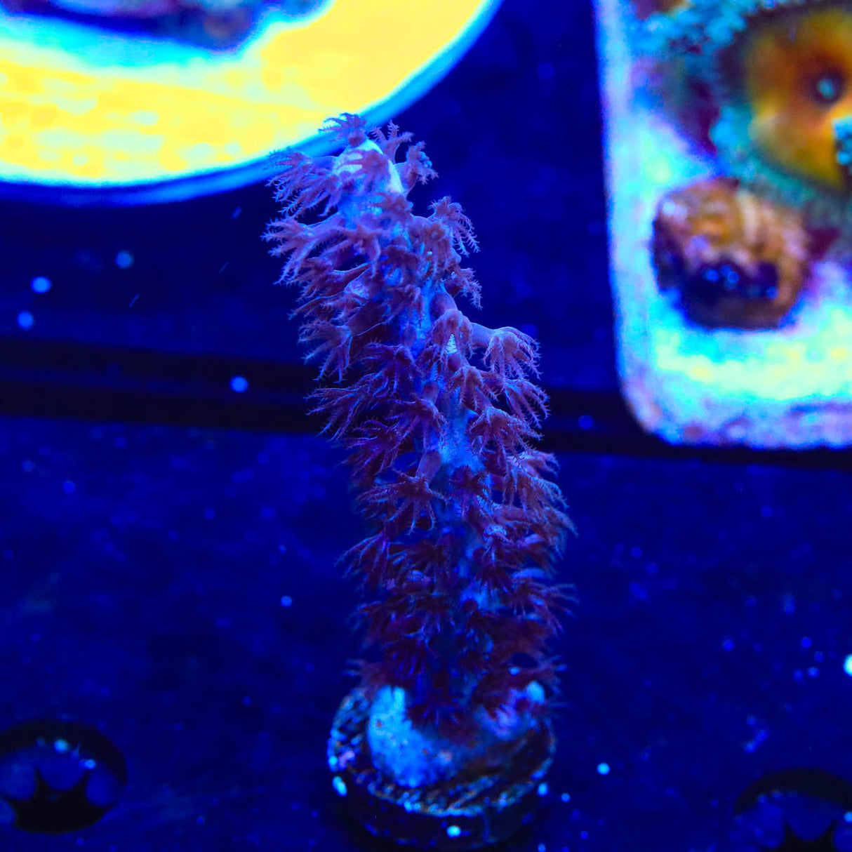 Purple Knobby Photosynthetic Gorgonian Coral - Top Shelf Aquatics