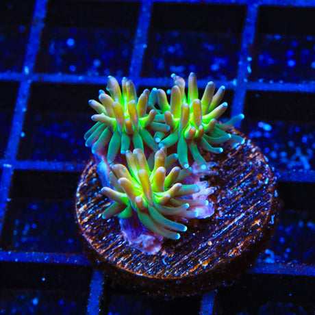 TSA Grizzly Galaxea Coral