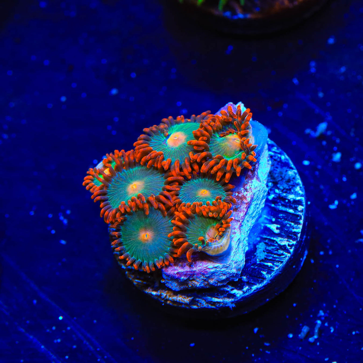 Gatorade Zoanthids Coral