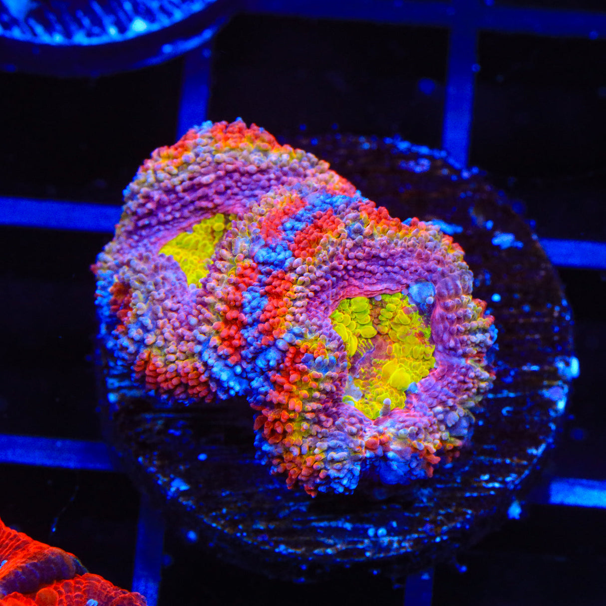 Ultra Acan Coral