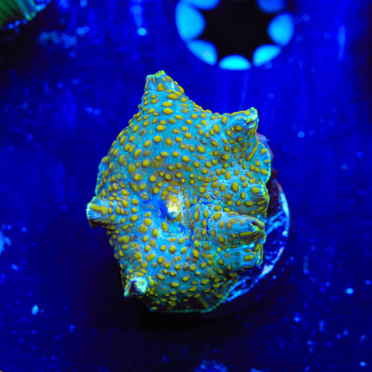 Spotted Mushroom Coral - Top Shelf Aquatics