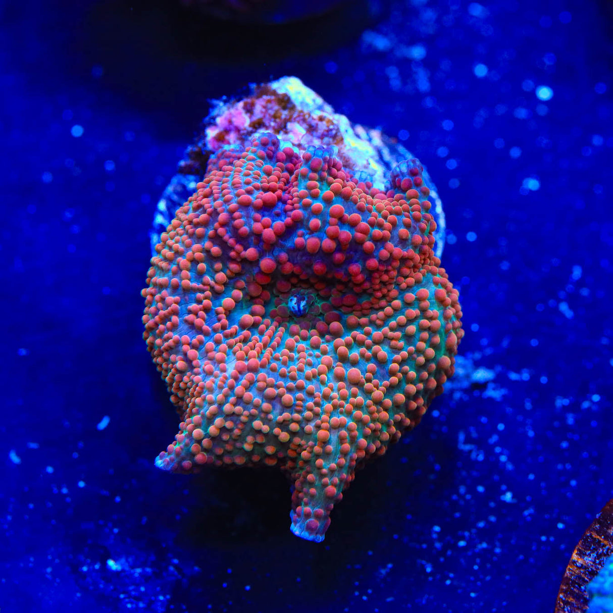 Candyland Mushroom Coral - Top Shelf Aquatics