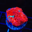 Blue Streak Blastomussa Coral