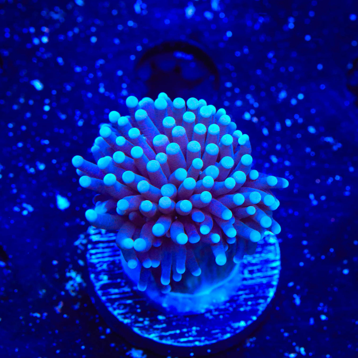 TSA Blue Torch Coral