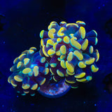TSA Electro Hammer Coral