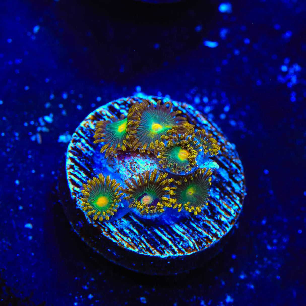 Green Bay Packers Zoanthids Coral