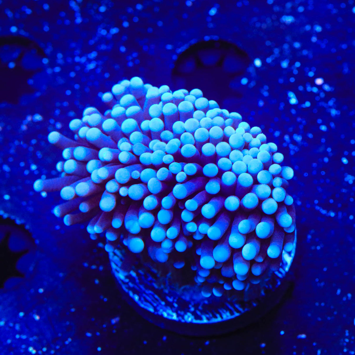 TSA Blue Torch Coral