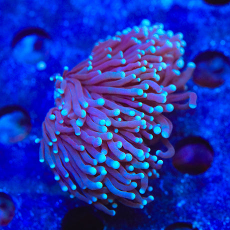 TSA Blue Torch Coral