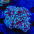 TSA Blue Torch Coral