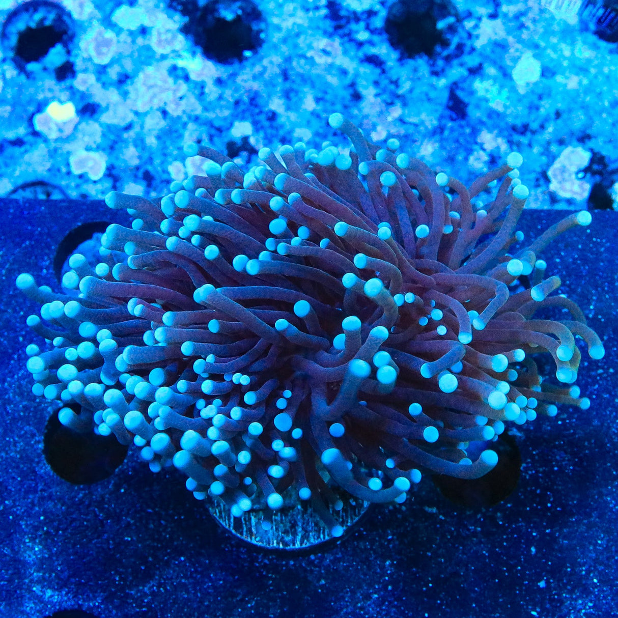 TSA Blue Torch Coral