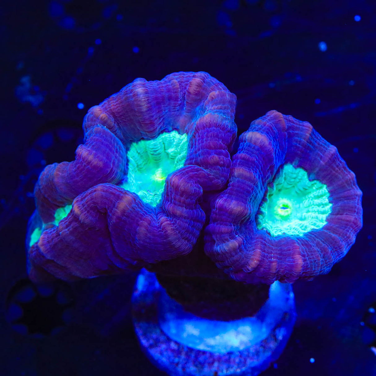 Mammoth Candy Cane Coral