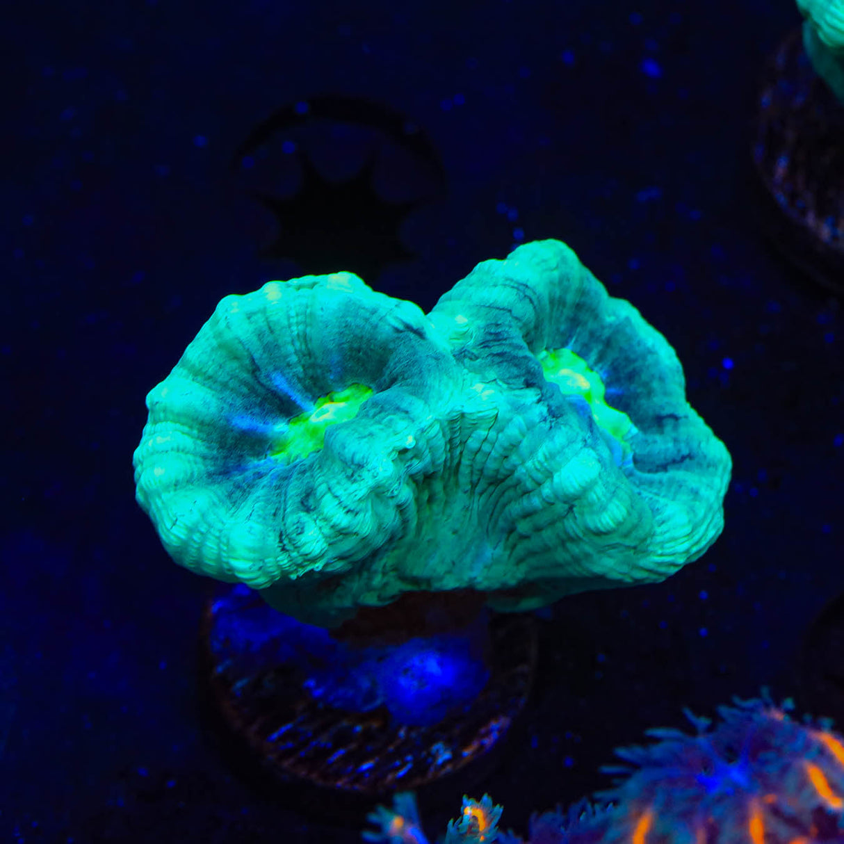 Mint Candy Cane Coral - Top Shelf Aquatics